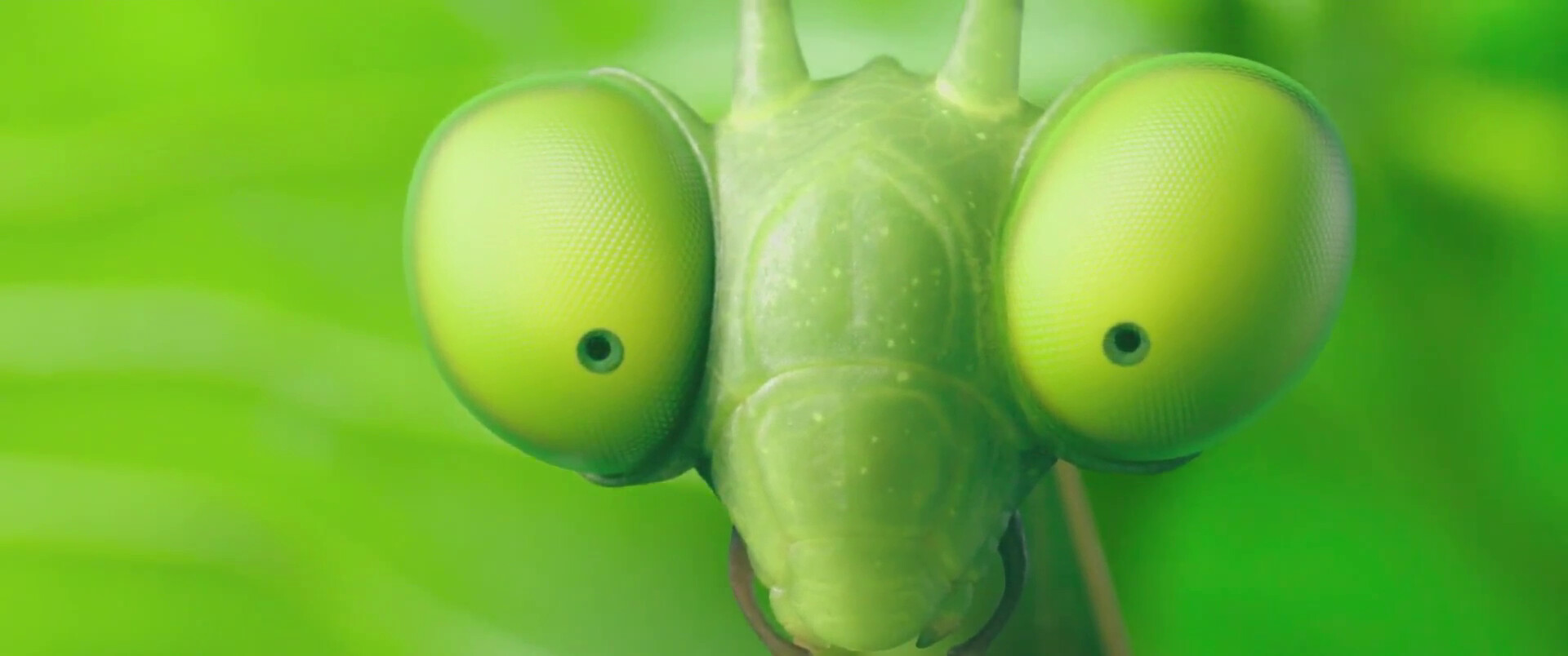 Minuscule божья коровка. Букашки последние. Букашки-2. Букашки последние. Букашки последние.