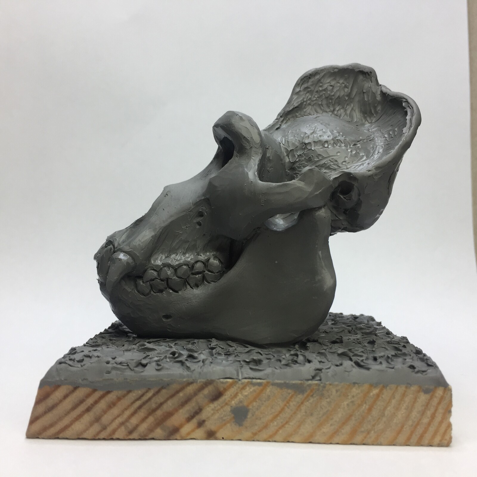  Just for fun and practicing knowledge about the gorilla skull. Would you like to have such a small part of the reference on your shelf?