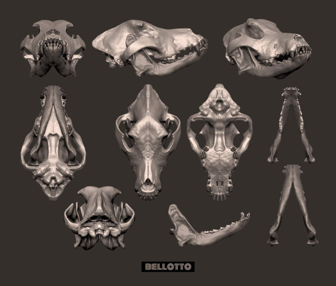 Labrador skull sale