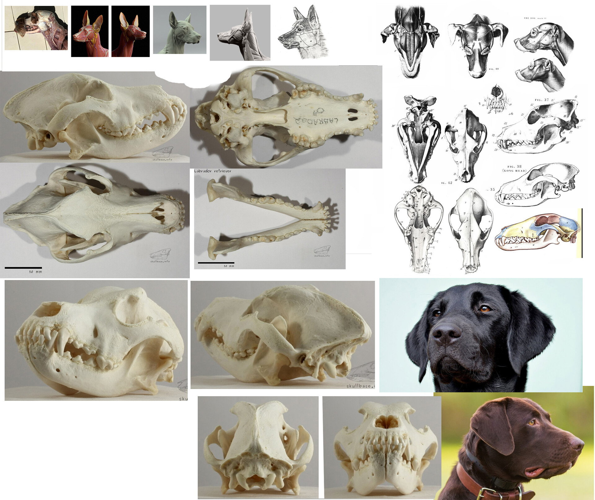 Labrador skull best sale