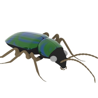 Thomas aguilar beetle2