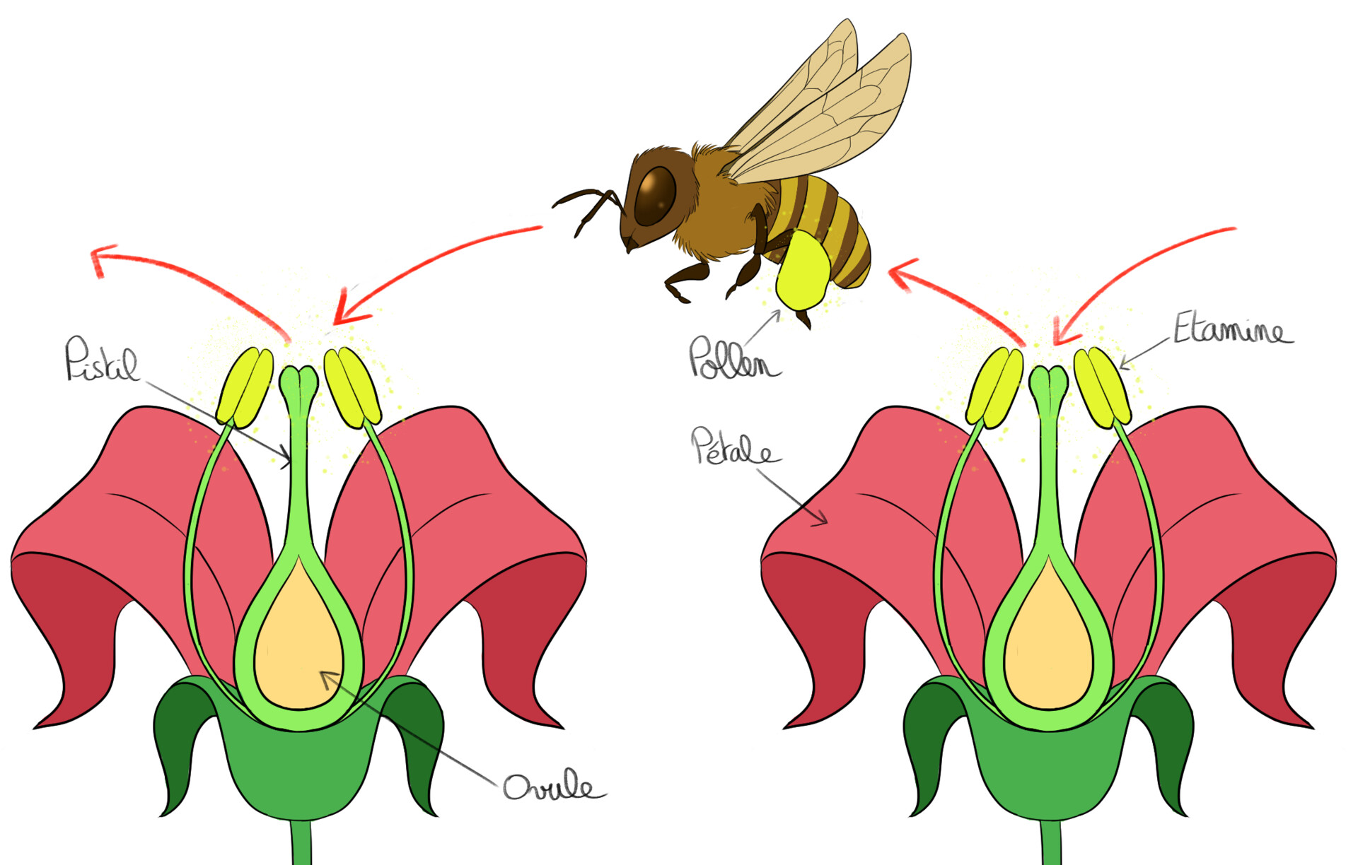 Tableau De Pollinisation Des Arbres Fruitiers Marie Grymonpré - Illustrations pour le Jardin des Plantes