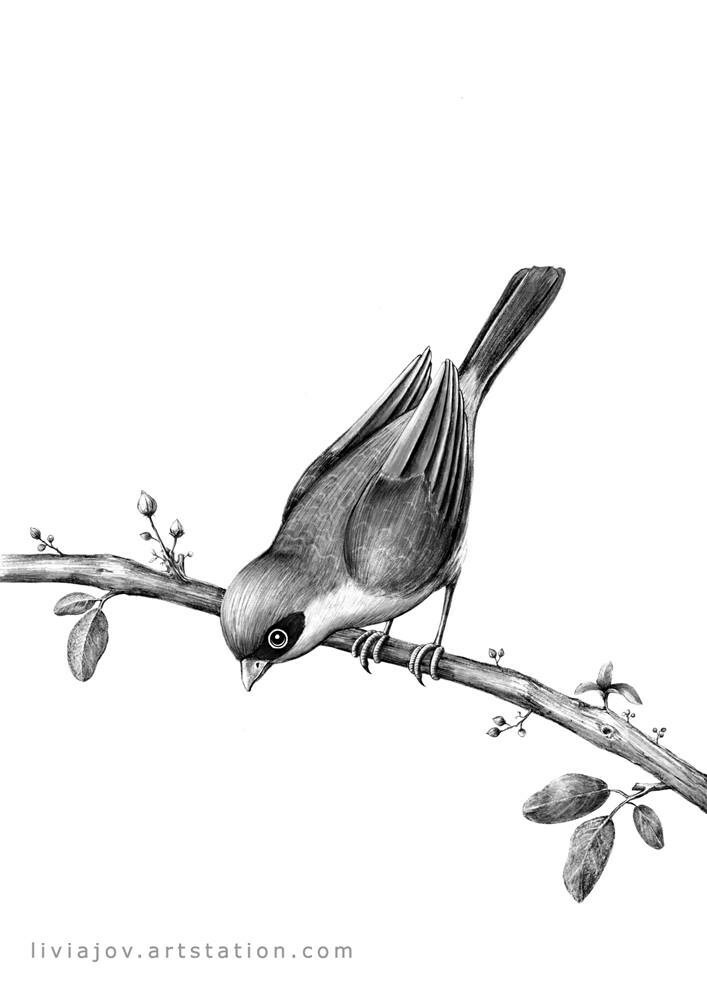Birds 