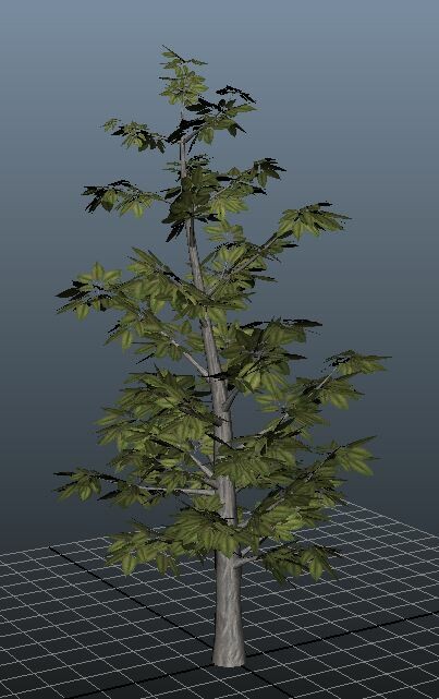 Hickory Tree - detail