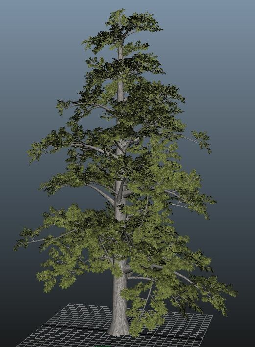 Large Hickory Tree- detail