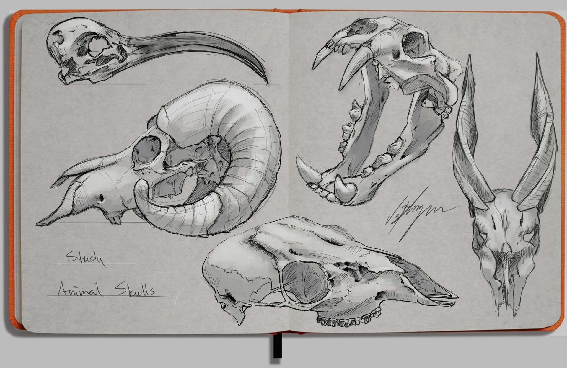 ArtStation Study Animal Skulls