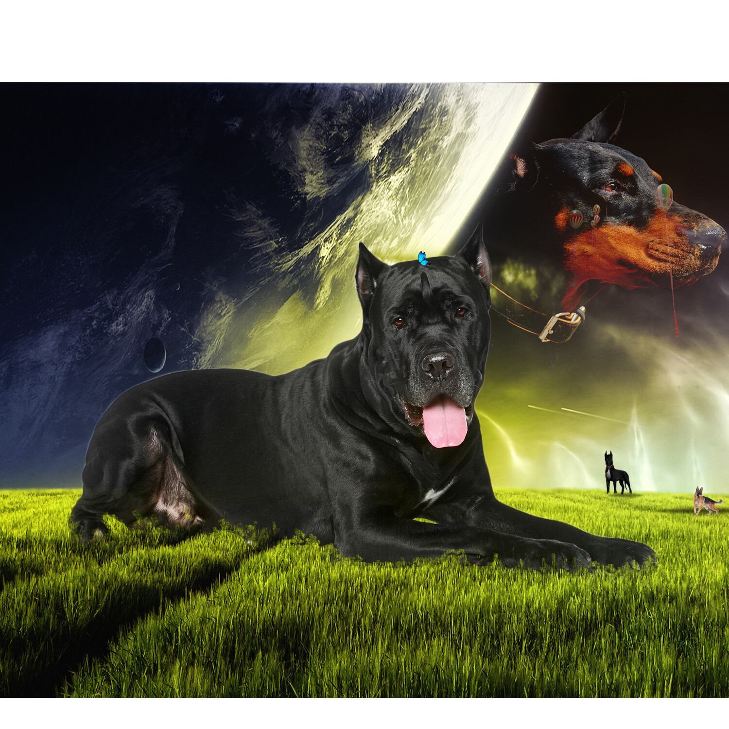 Where Do Dogs Go When They Die Christianity Where Do Dogs Go When They Die Christianity