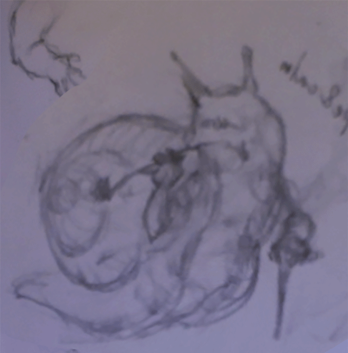 Brandon McDonald snail & bee + GIF of snail process