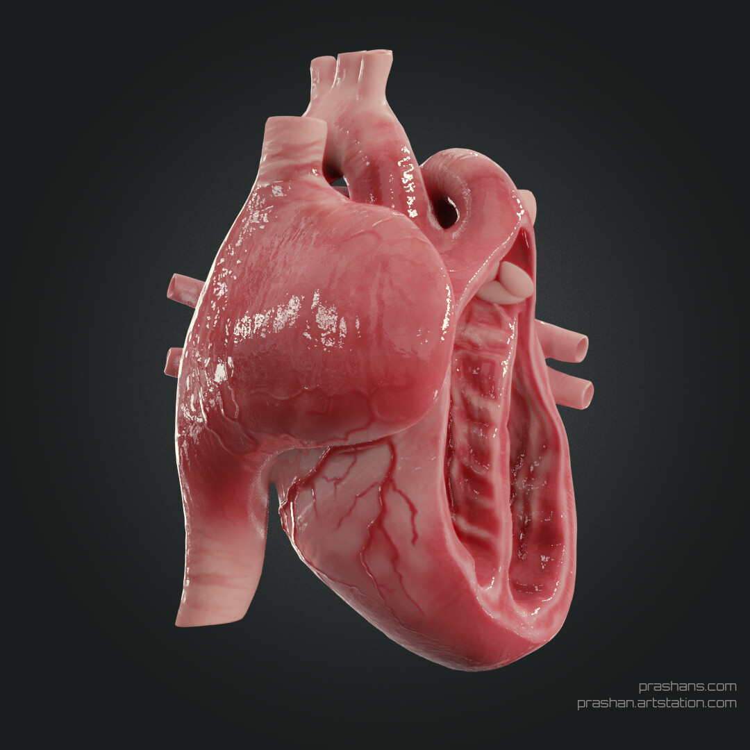 Artstation Realistic Heart Prashan Subasinghe