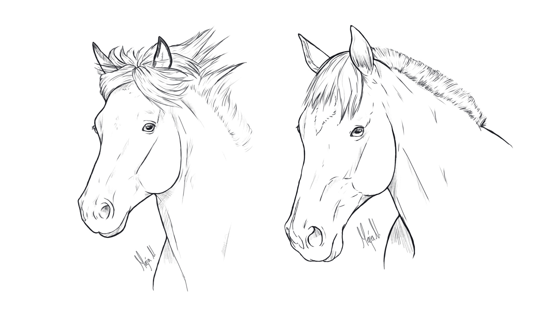 Maja Nygjelten Horse Portrait Lineart