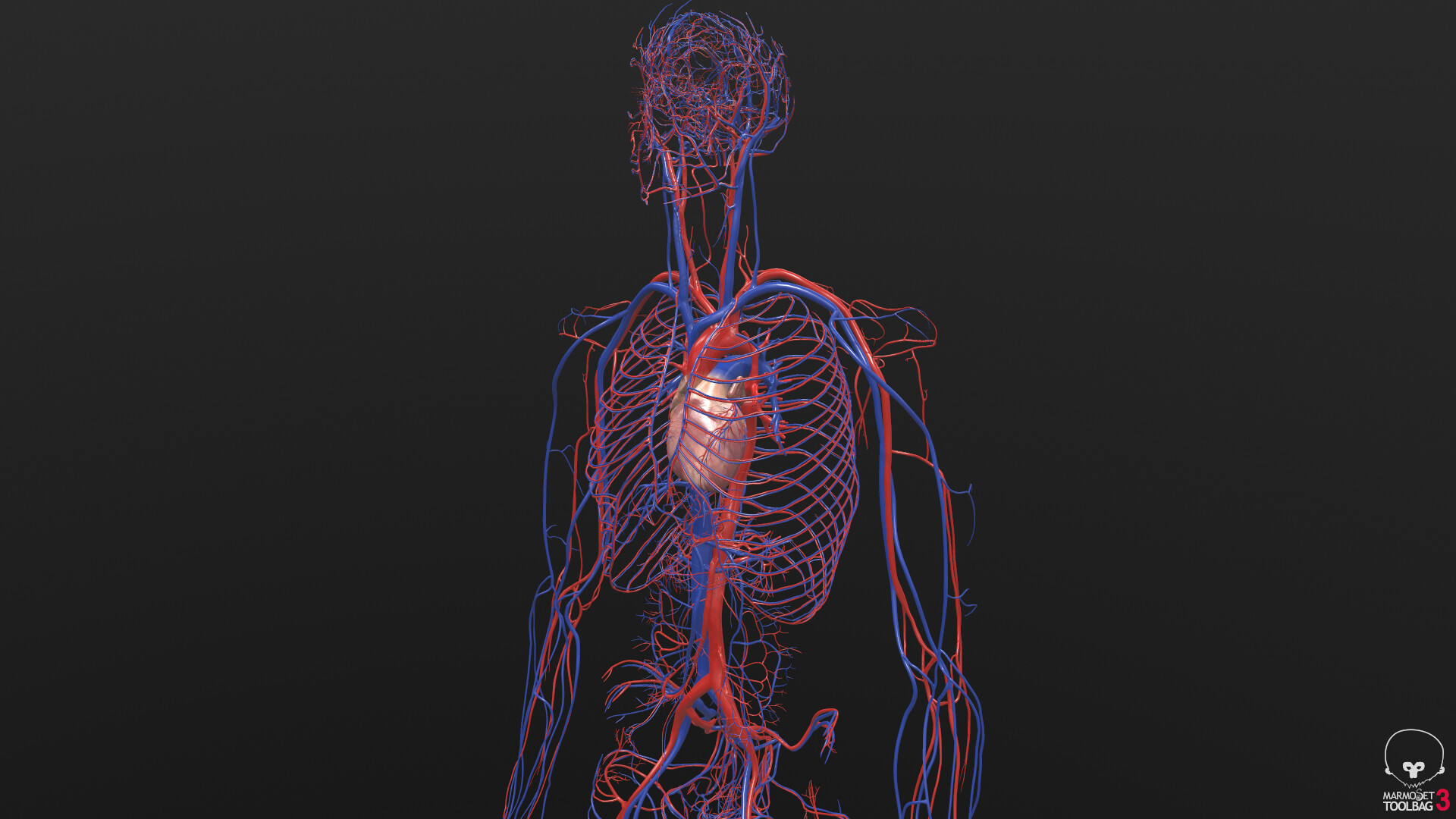 Hleb Bychykhin Circulatory System And Human Heart