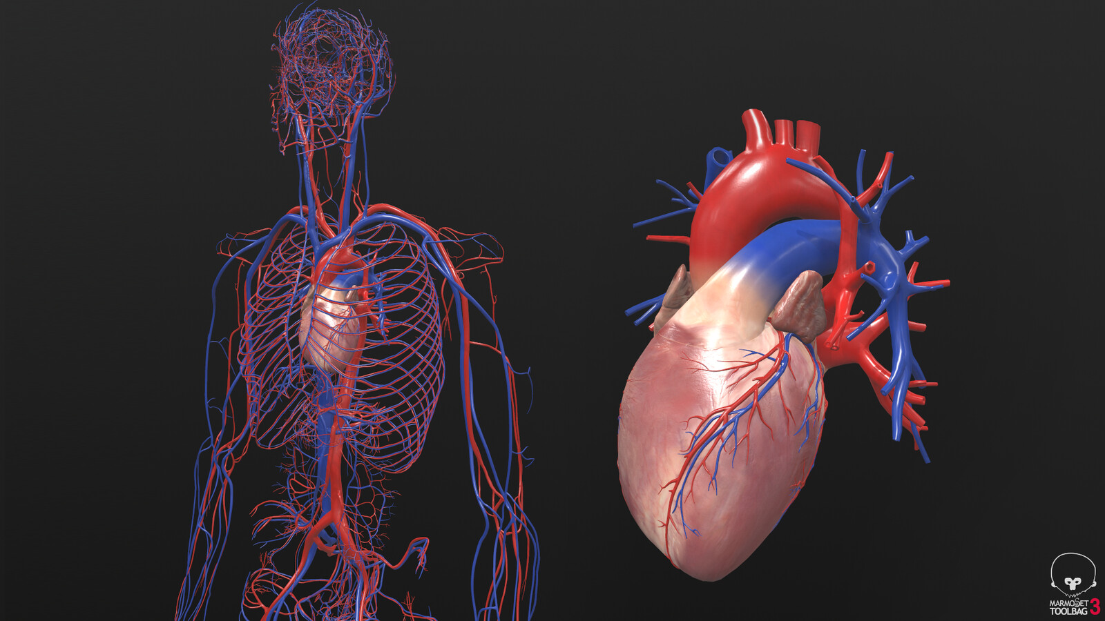 Hleb Bychykhin - Circulatory system and human heart