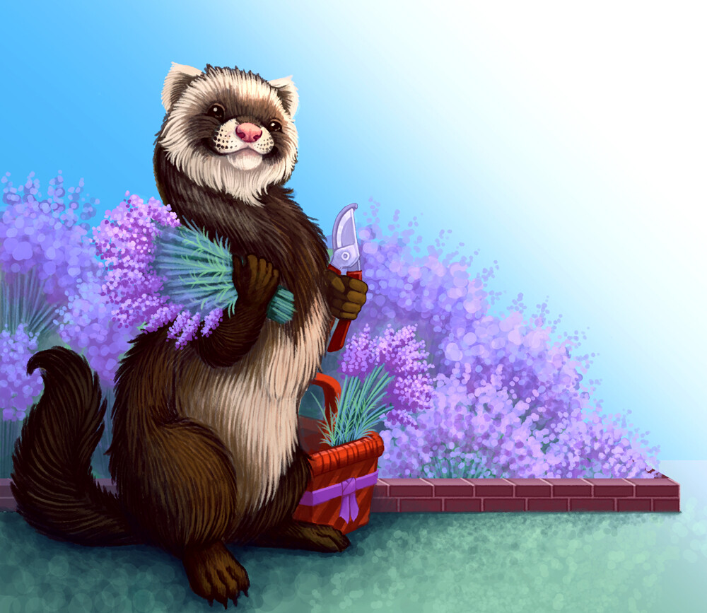 Happy ferret shop