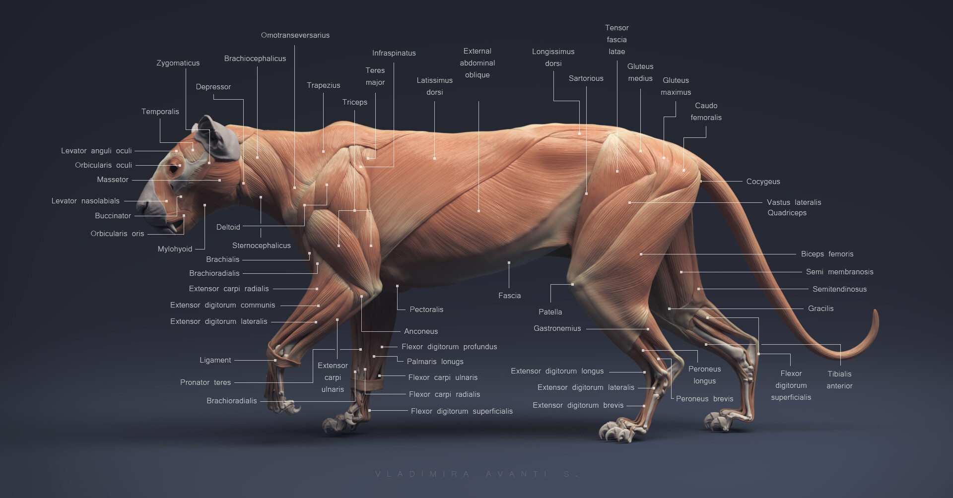 Vladimira Strukanova Leopard Anatomy