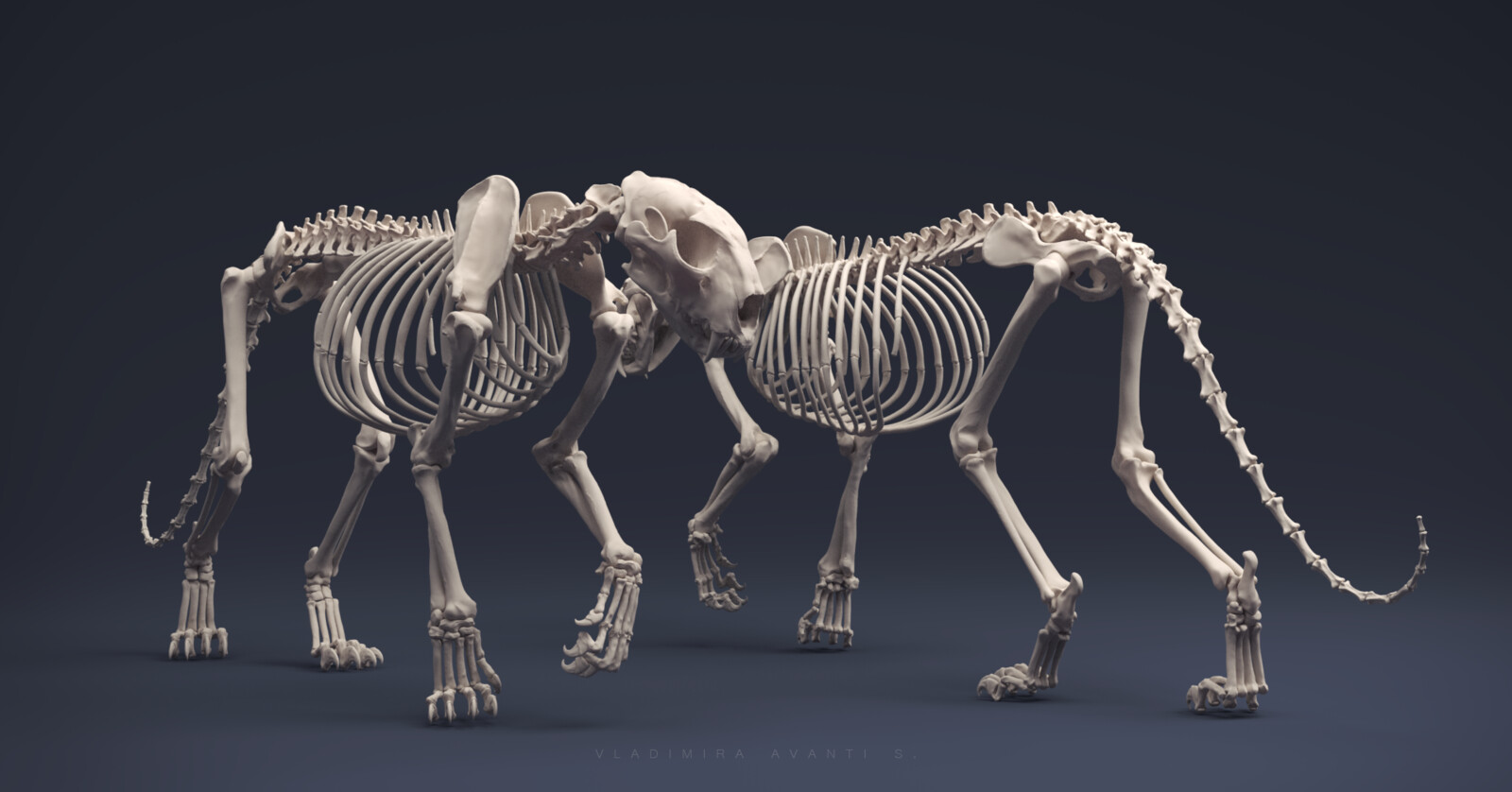 Виды скелетов животных. Скелет коровы. Скелет морского котика. Скелет свиньи.