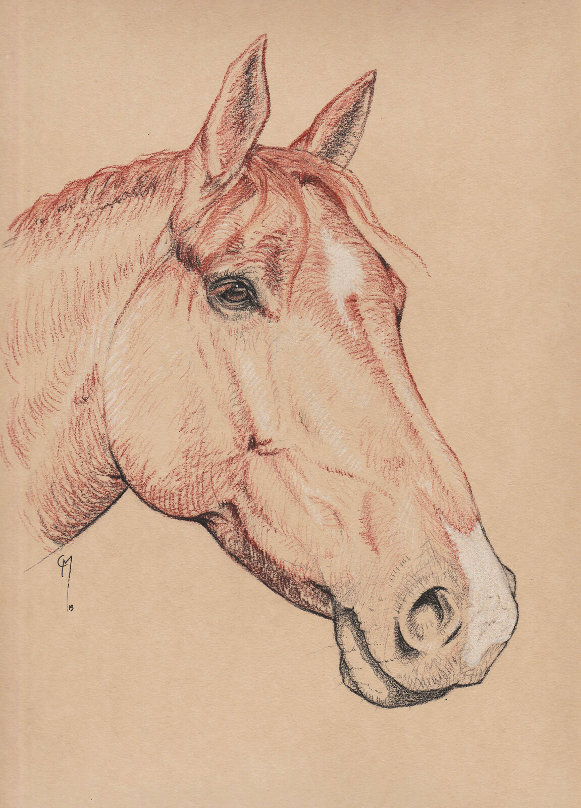 Horses' portraits