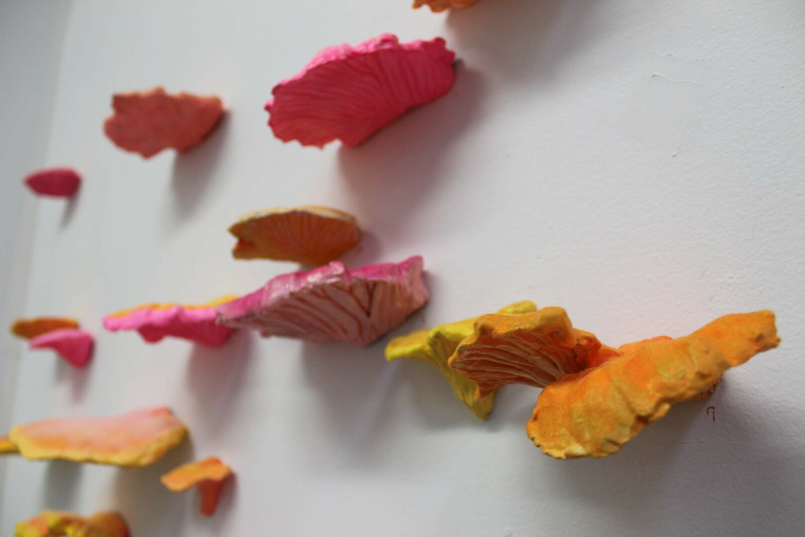 Fluorescent Fruited Fungal Bodies