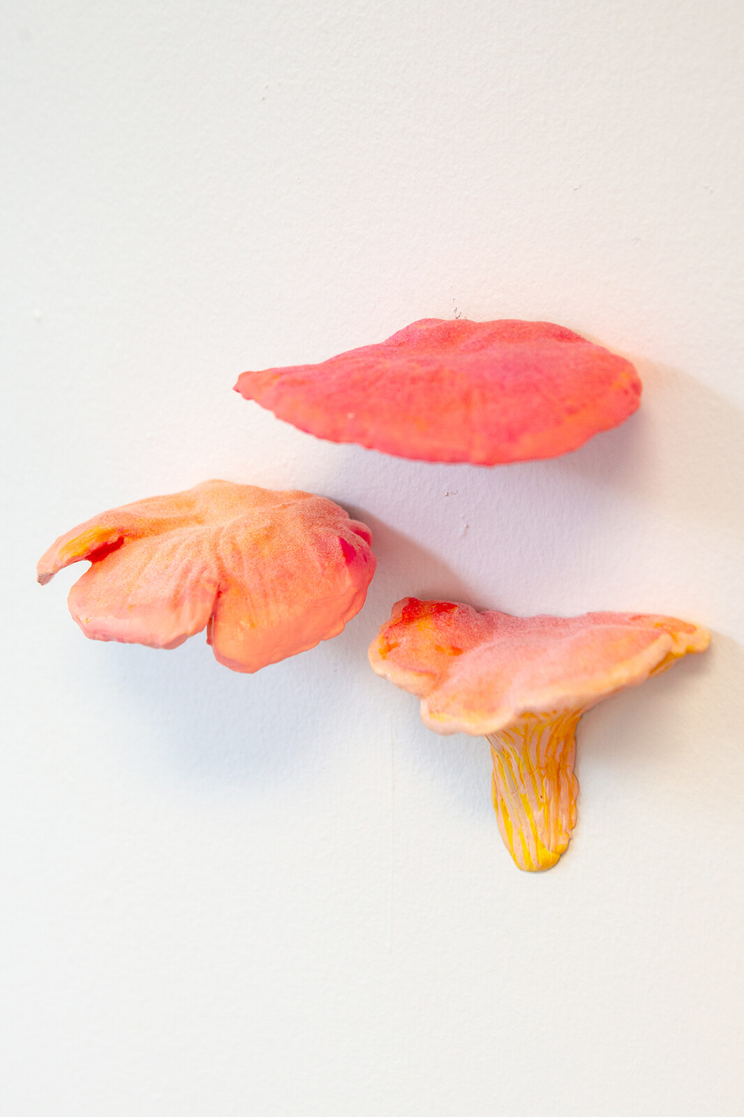 Fluorescent Fruited Fungal Bodies (Cluster 2)