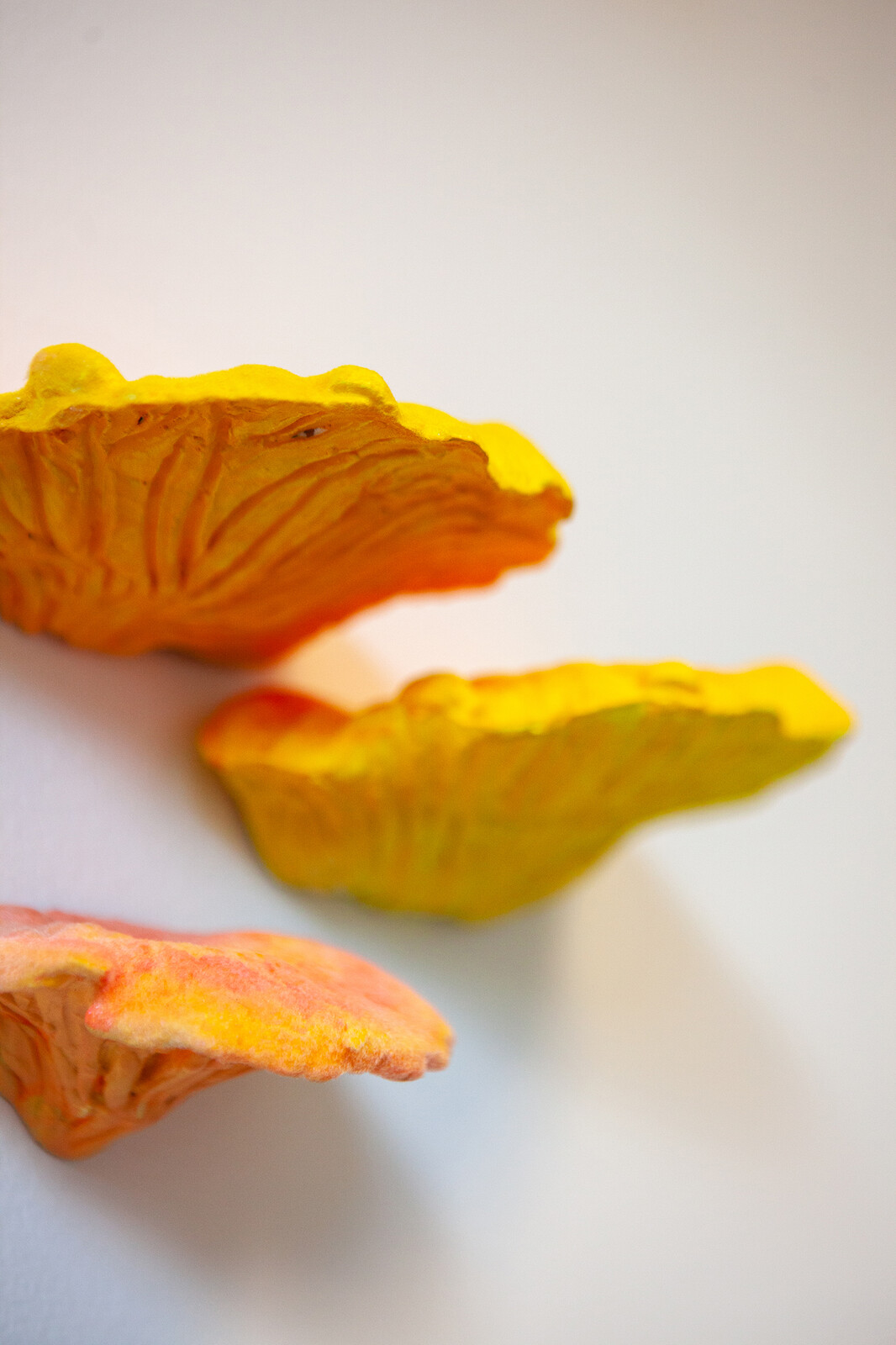 Fluorescent Fruited Fungal Bodies (Cluster 1)