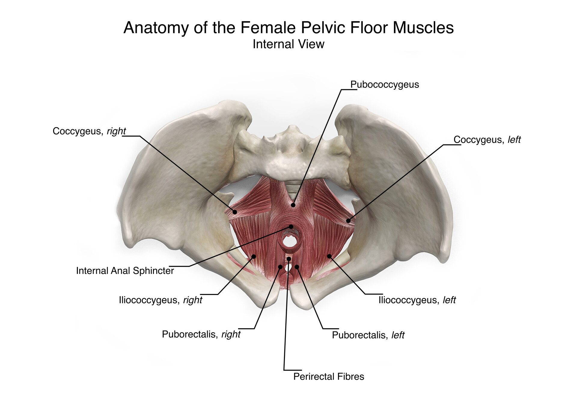 Floor female pelvic muscles 13++ Pelvic