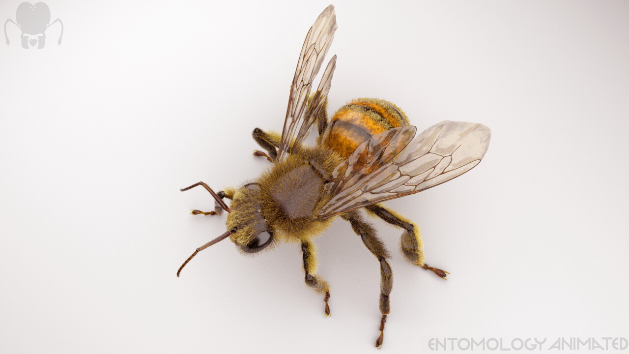 Honey Bee (Apis mellifera). ZBrush model rendered in Arnold for Maya