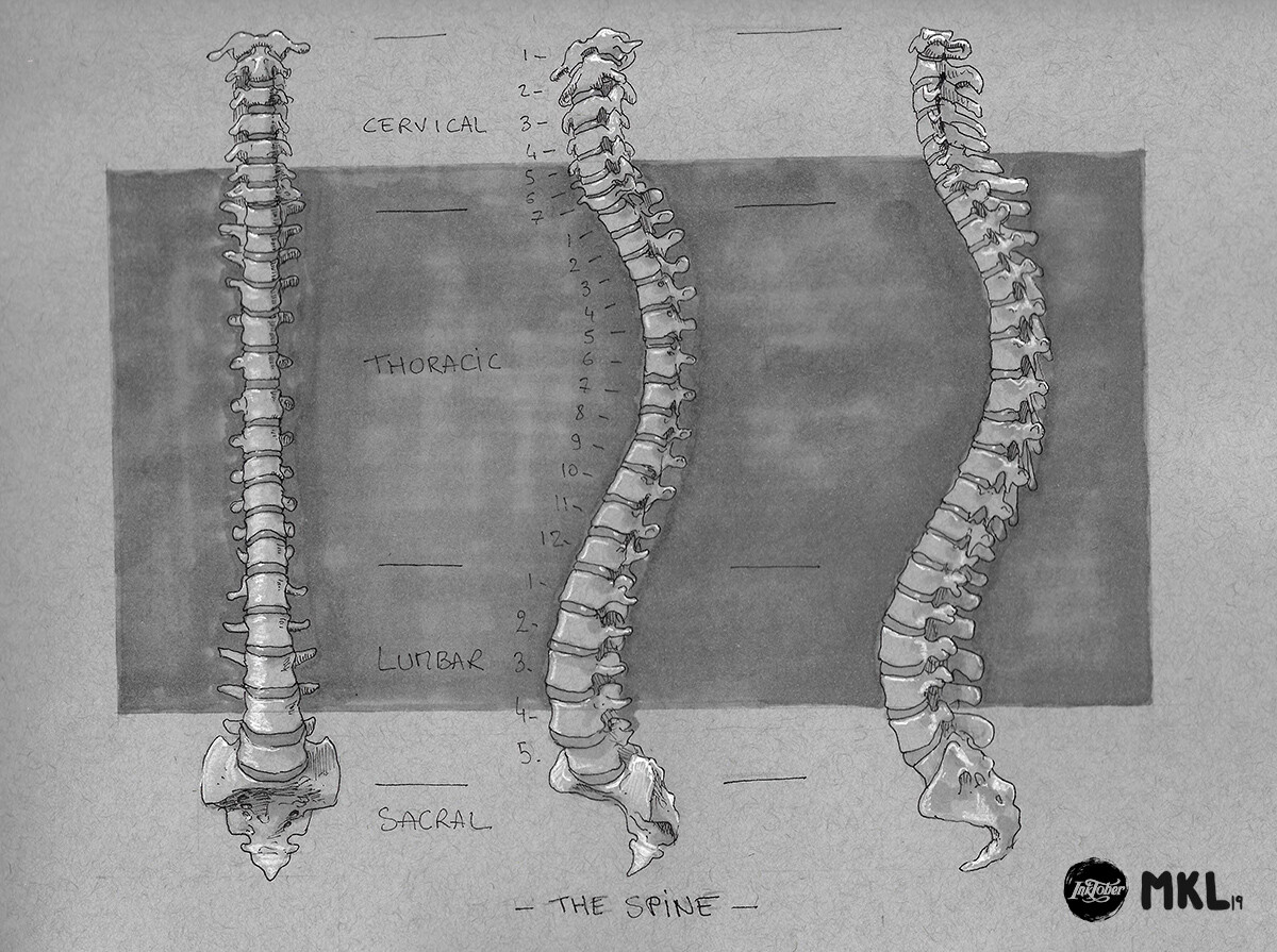 Anatom'Inktober day 1 : The spine.
