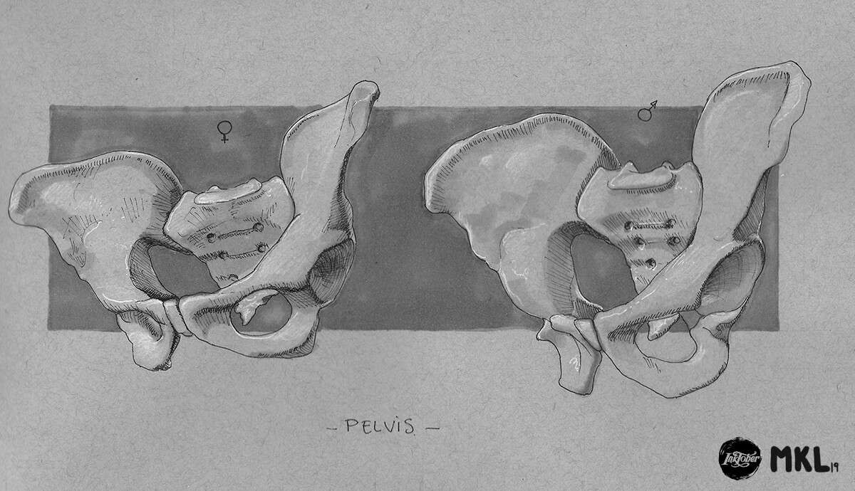Anatom'Inktober day 2 : The pelvis