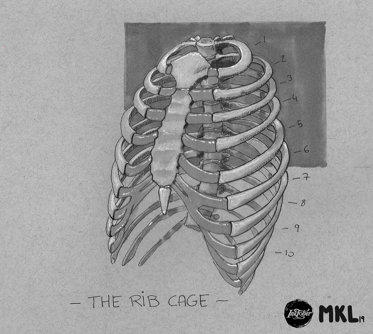 Anatom'inktober day 3 : The rib cage