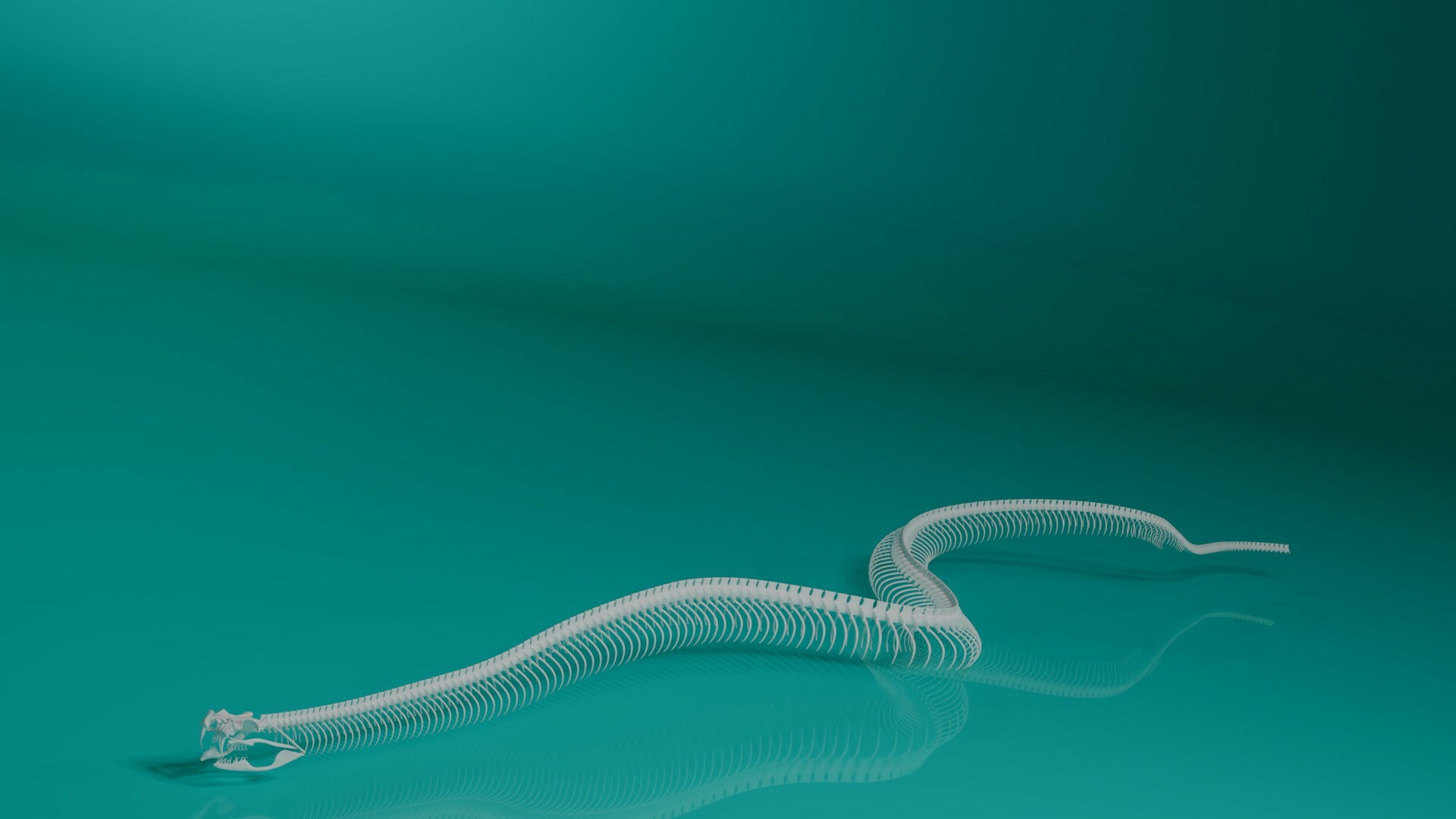 Artstation The 3d Model Snake Skeleton Stephan Plotnicov