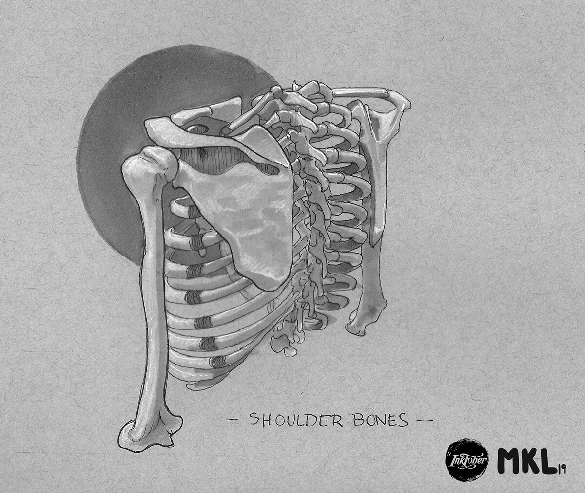 Anatom'Inktober : Day 4 Shoulder bones