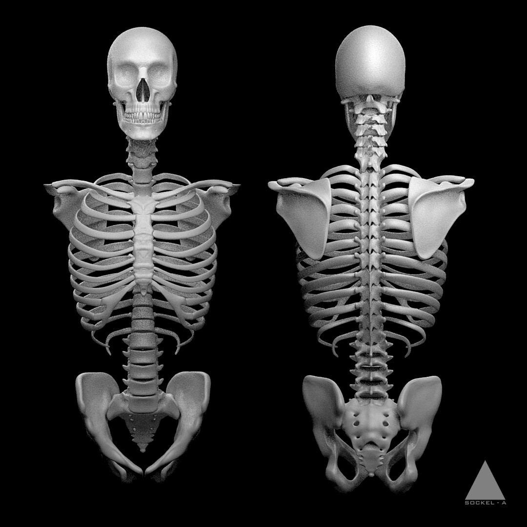 Artstation The Human Skeleton Male Digital 3d Sculpting Adrian Azadvaten