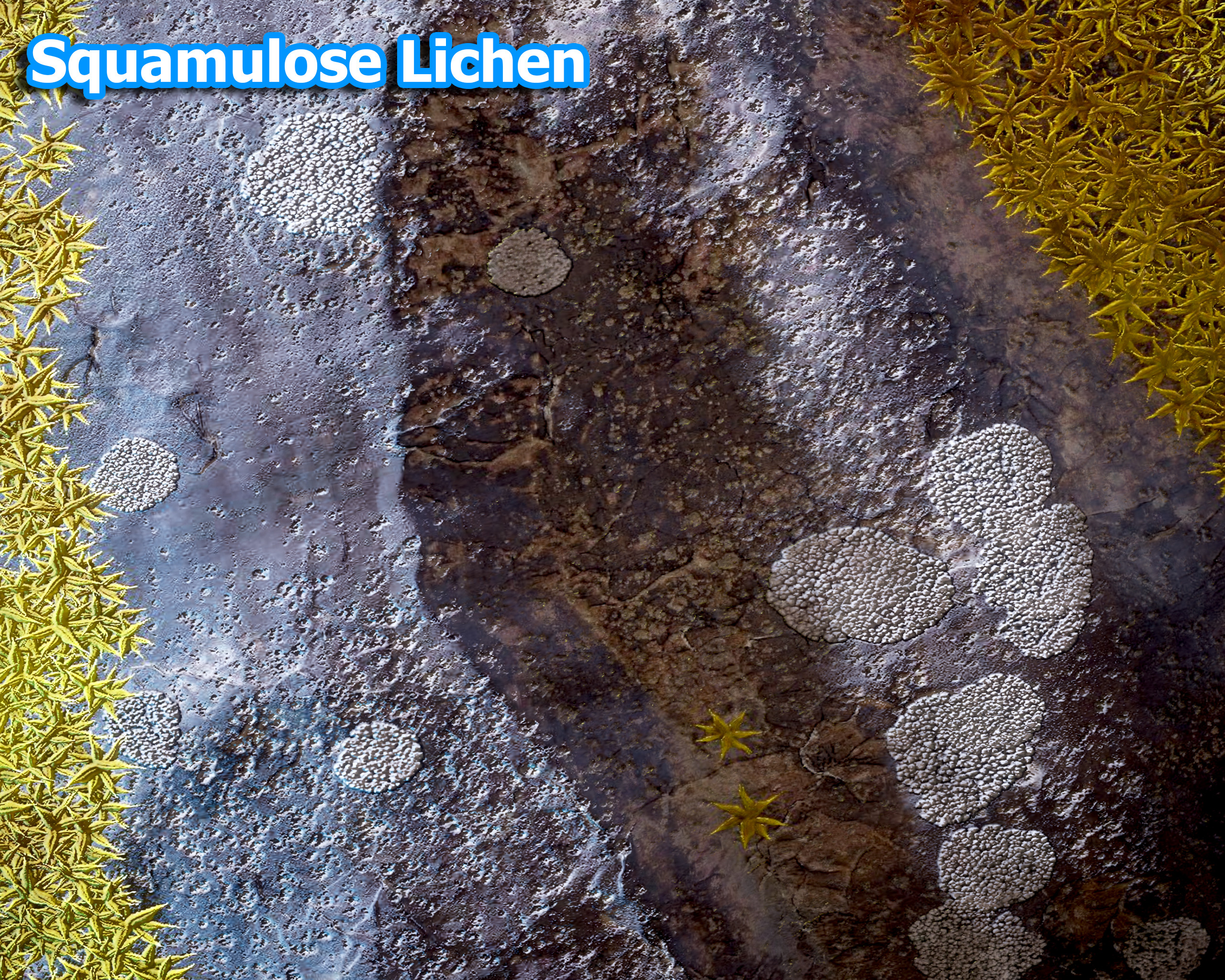 Squamulose Lichen grows like cells