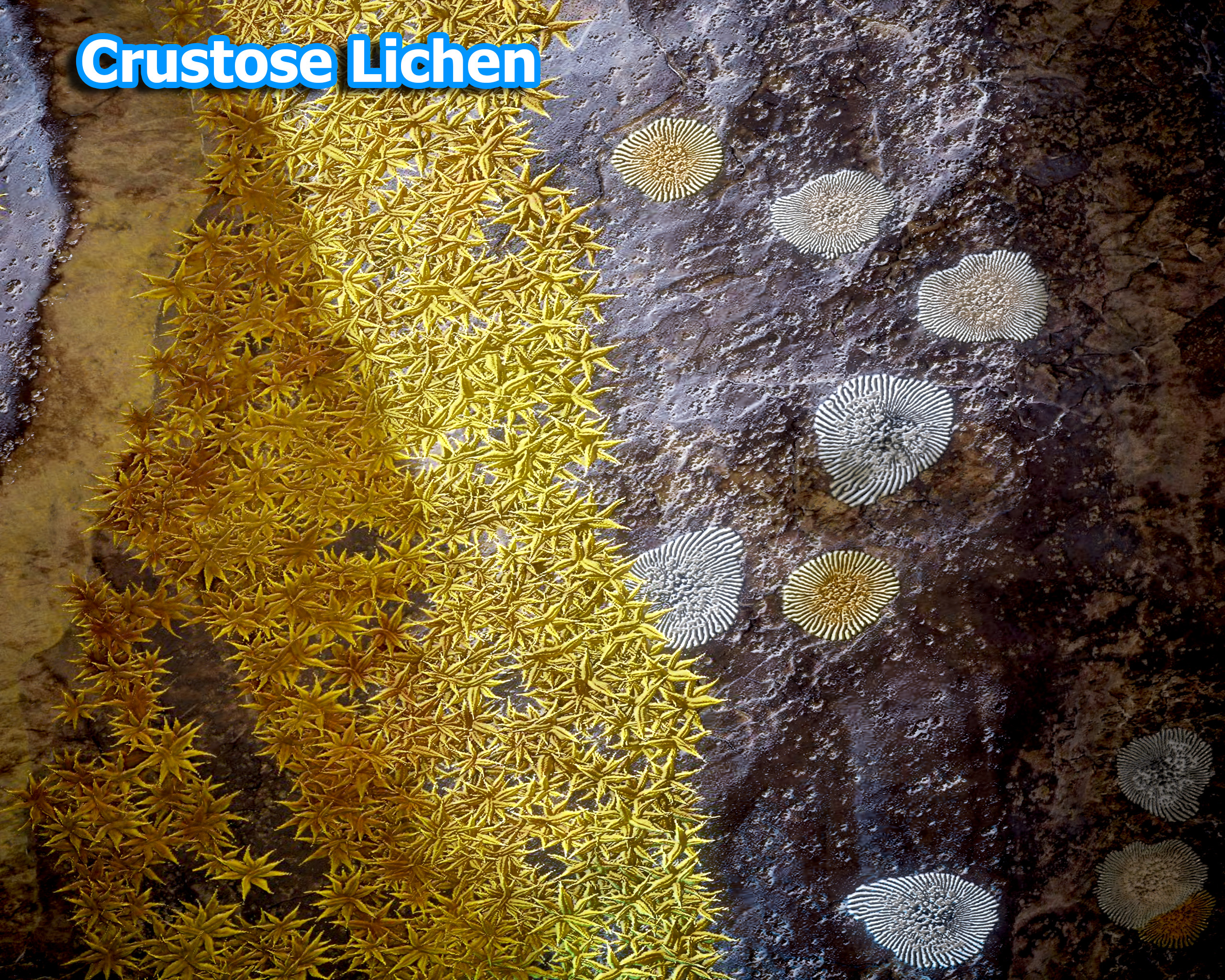 Crustose Lichen grows like a crust that radiates from the center of its shape 