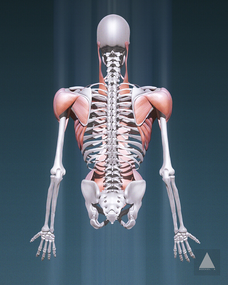 The Human Figure Male Anatomy Chest Study Adrian Azadvaten Artstation