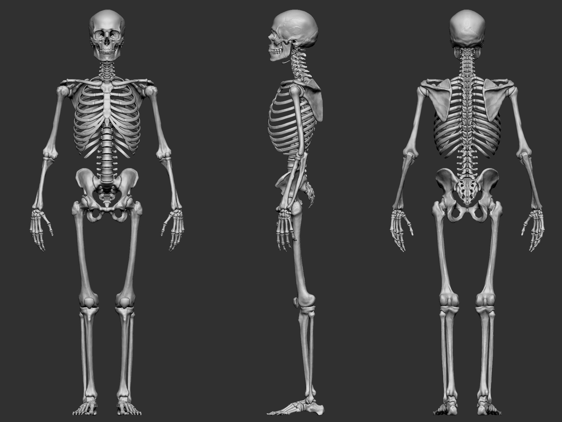 Три типа скелета