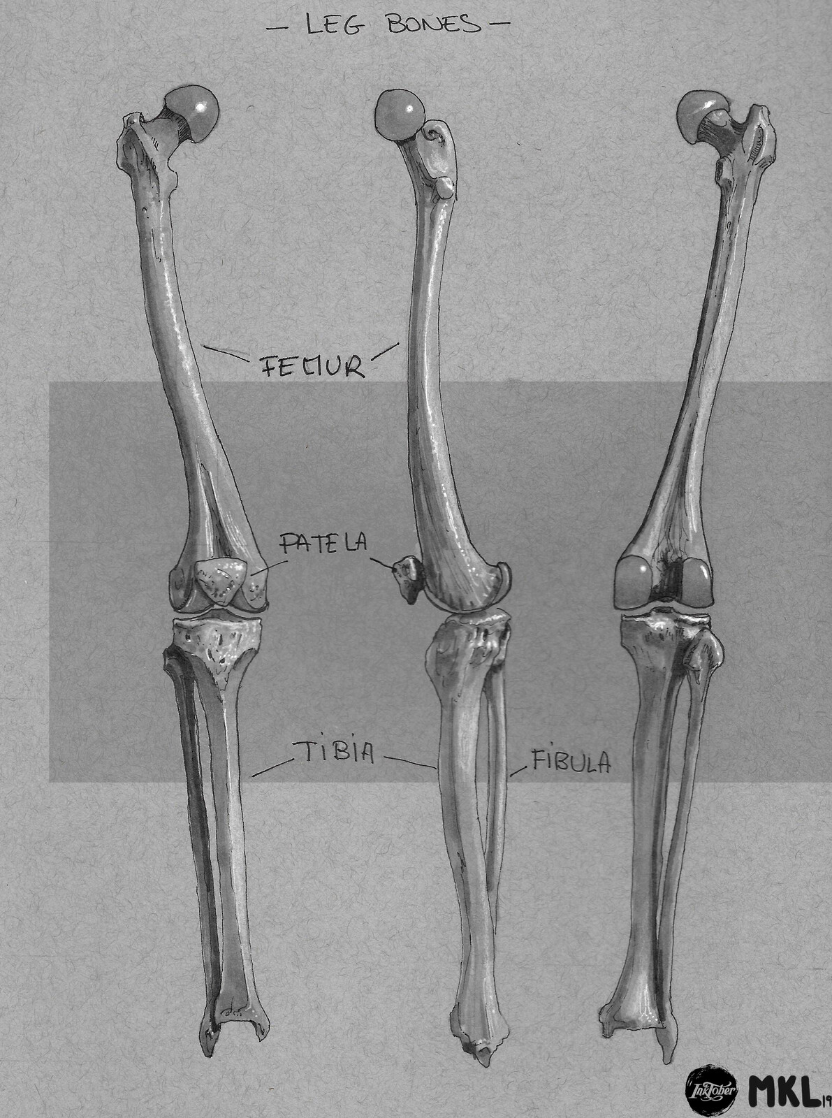 Anatom'Inktober day 10 : leg bones
