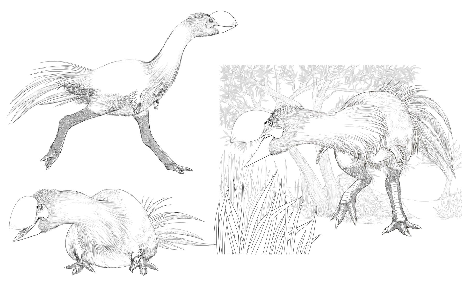 Dromornis