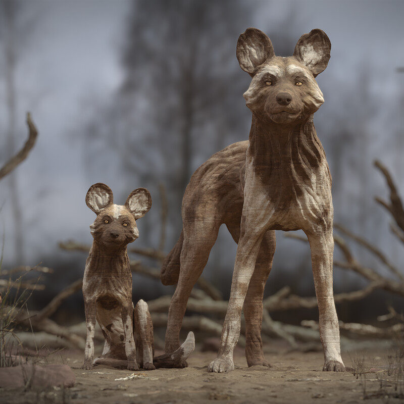 Painted Wolves "enigmatic creatures"