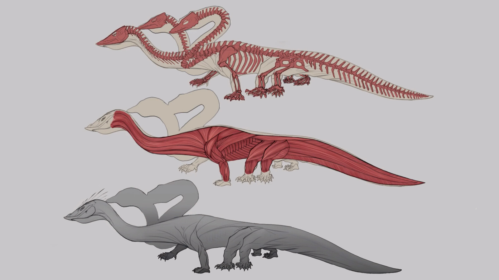anatomy breakdown