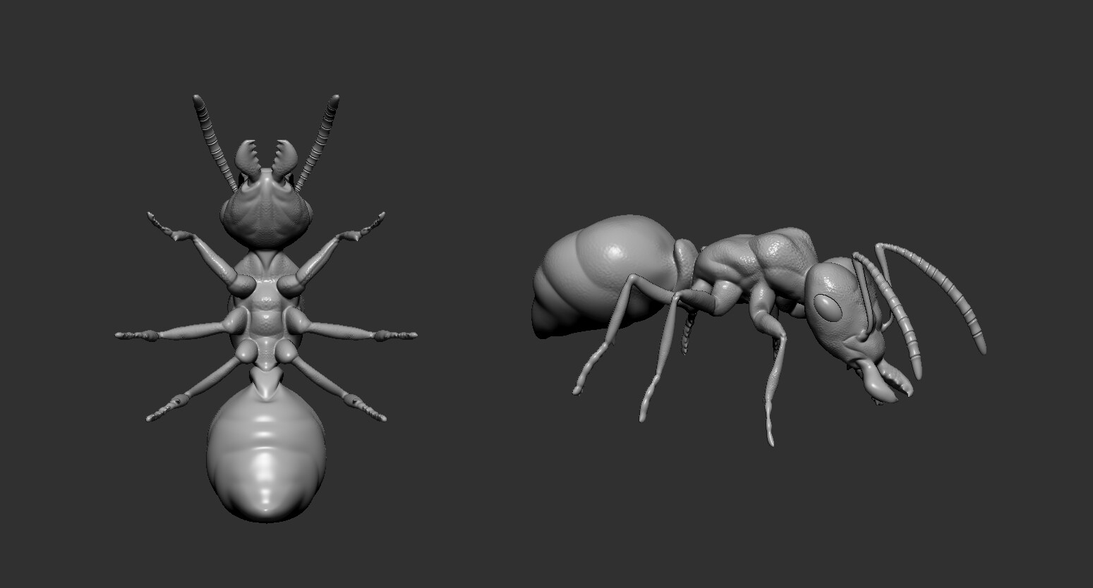 Agastin Brando Ant 3d Model