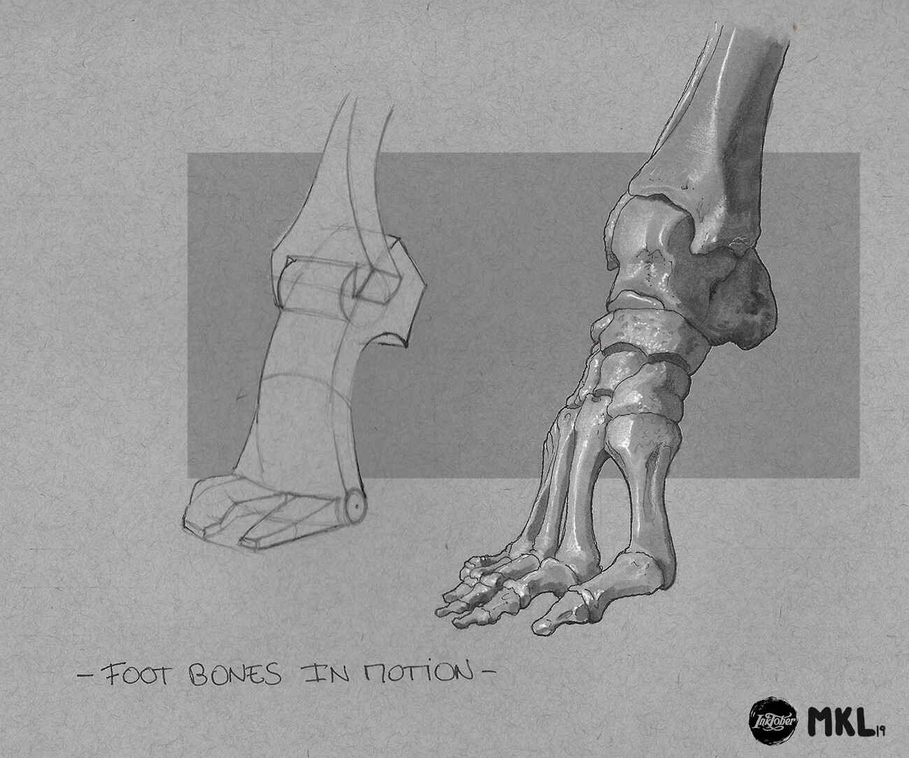 Anatom'Inktober day 15 : Foot bones in motion