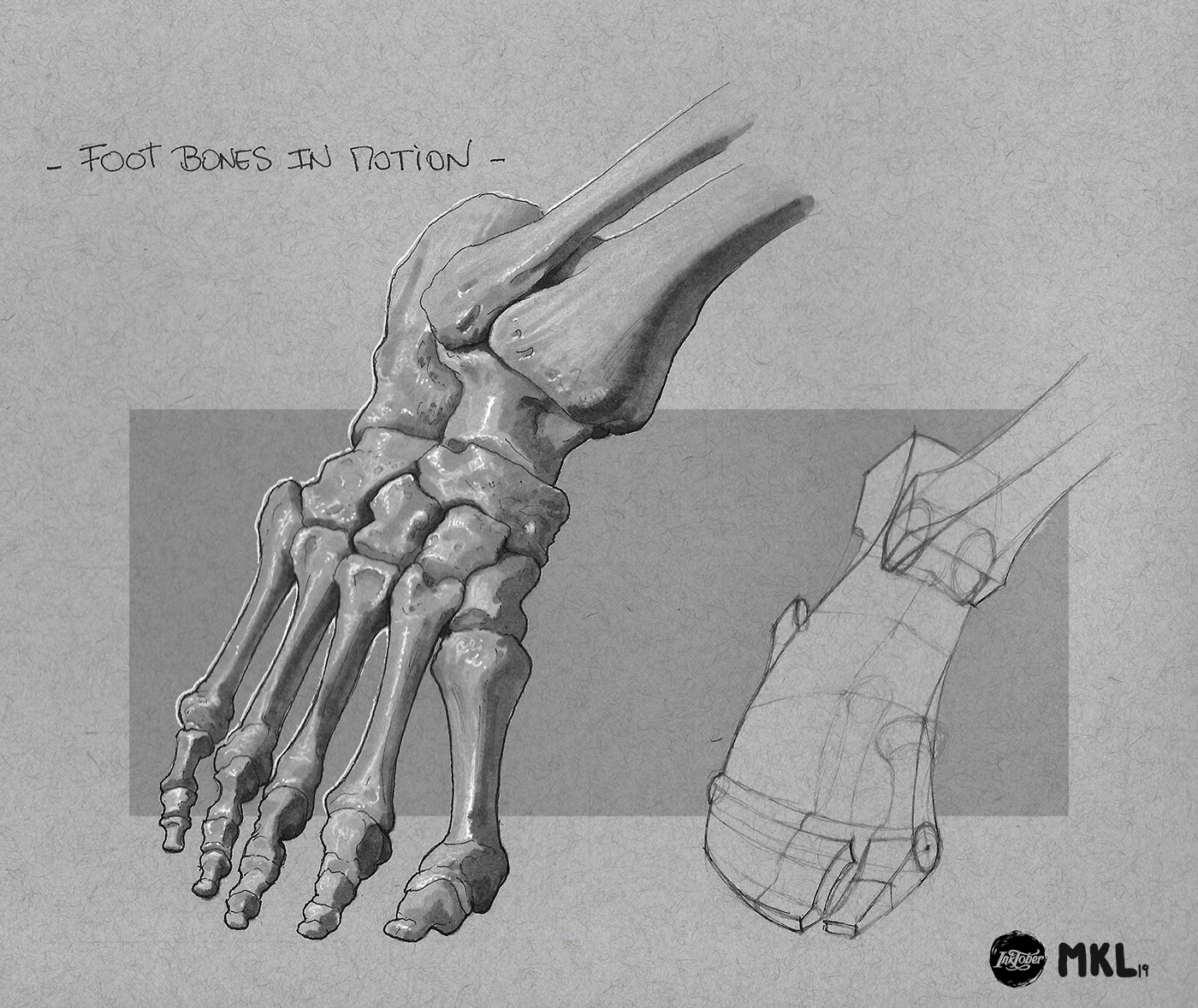Anatom'Inktober day 17 : Foot bones in motion 3