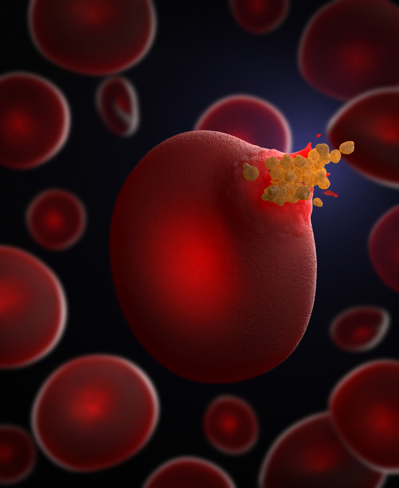 Tim Vernon Malaria Parasites Erupting from a Red Blood Cell