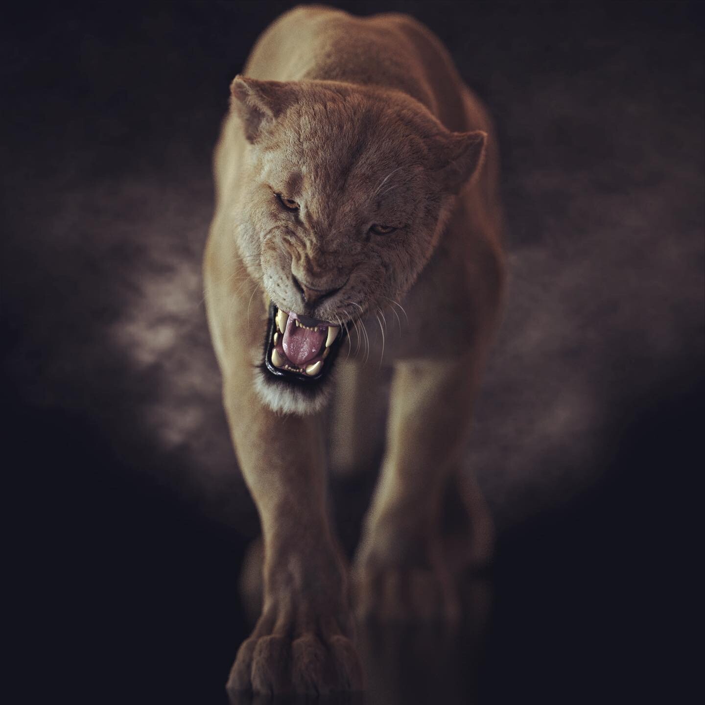 Lioness project