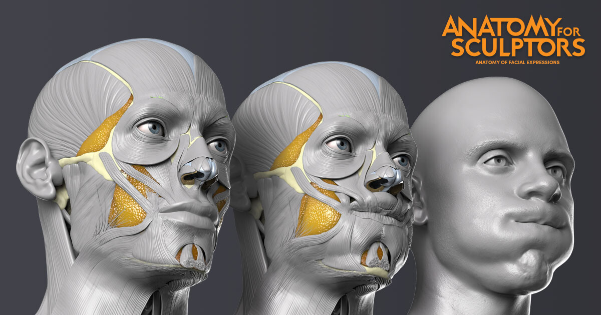 Anatomy For Sculptors 3 Heads Are Better Than 1