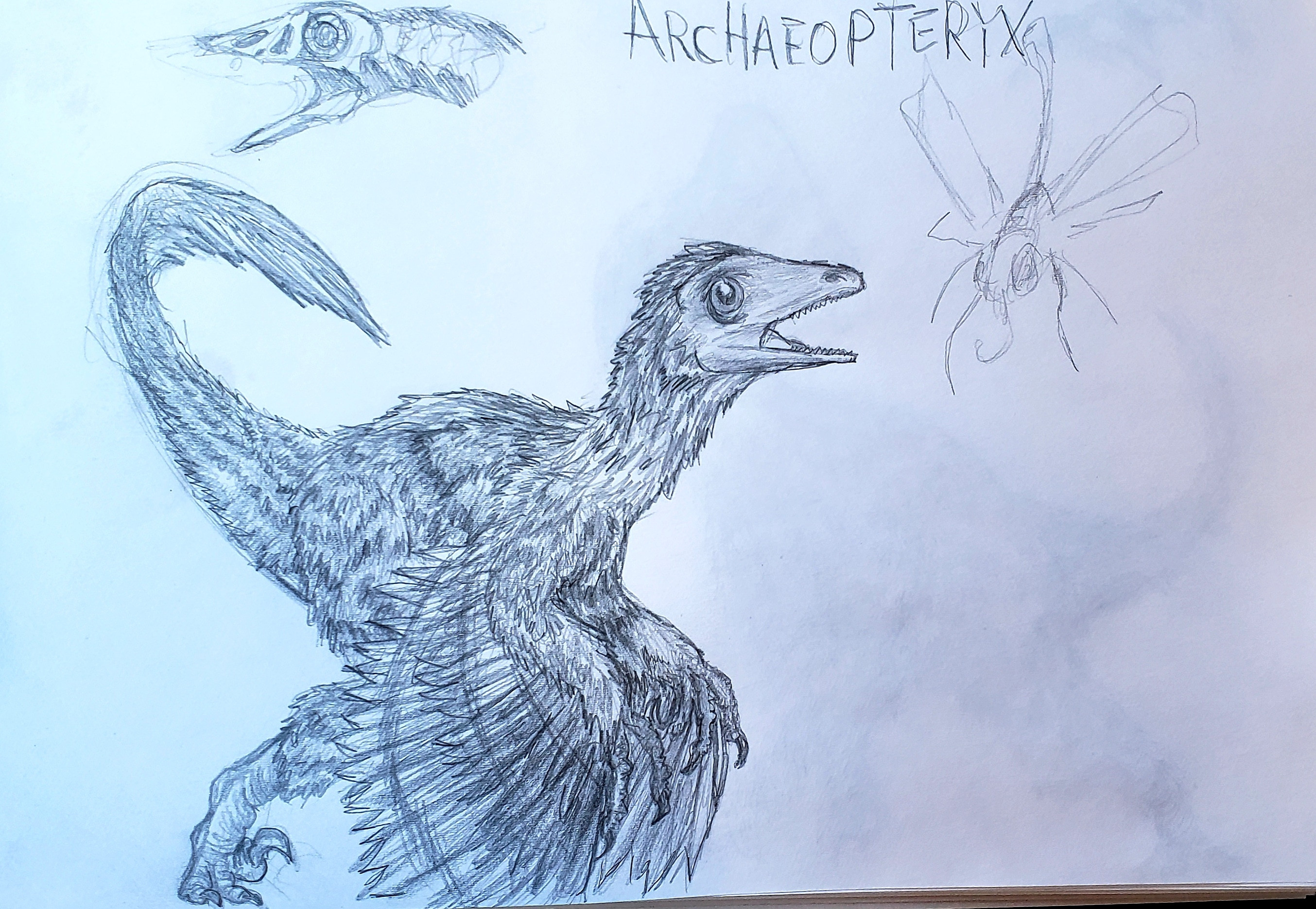 Archaeopteryx finished sketch 