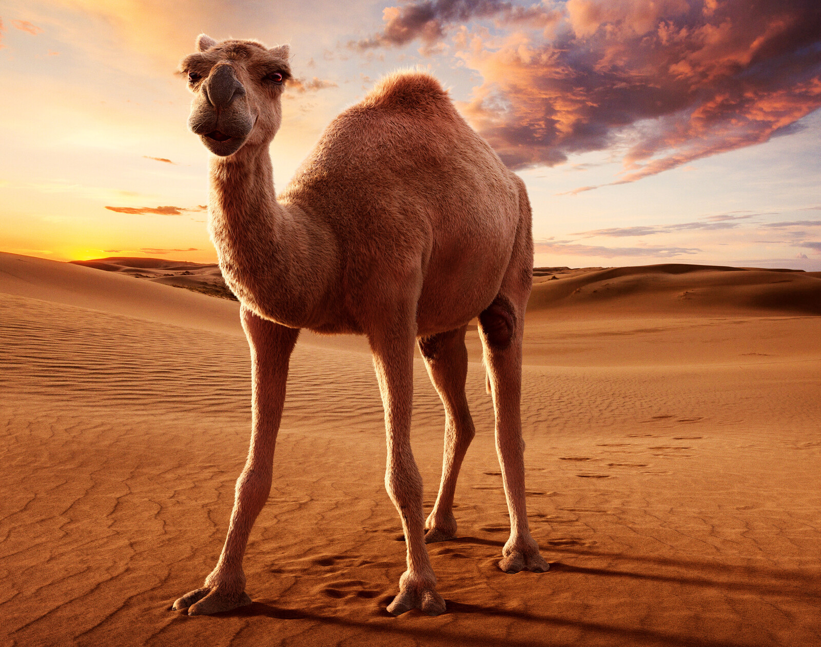 Ethereal Camel Project.