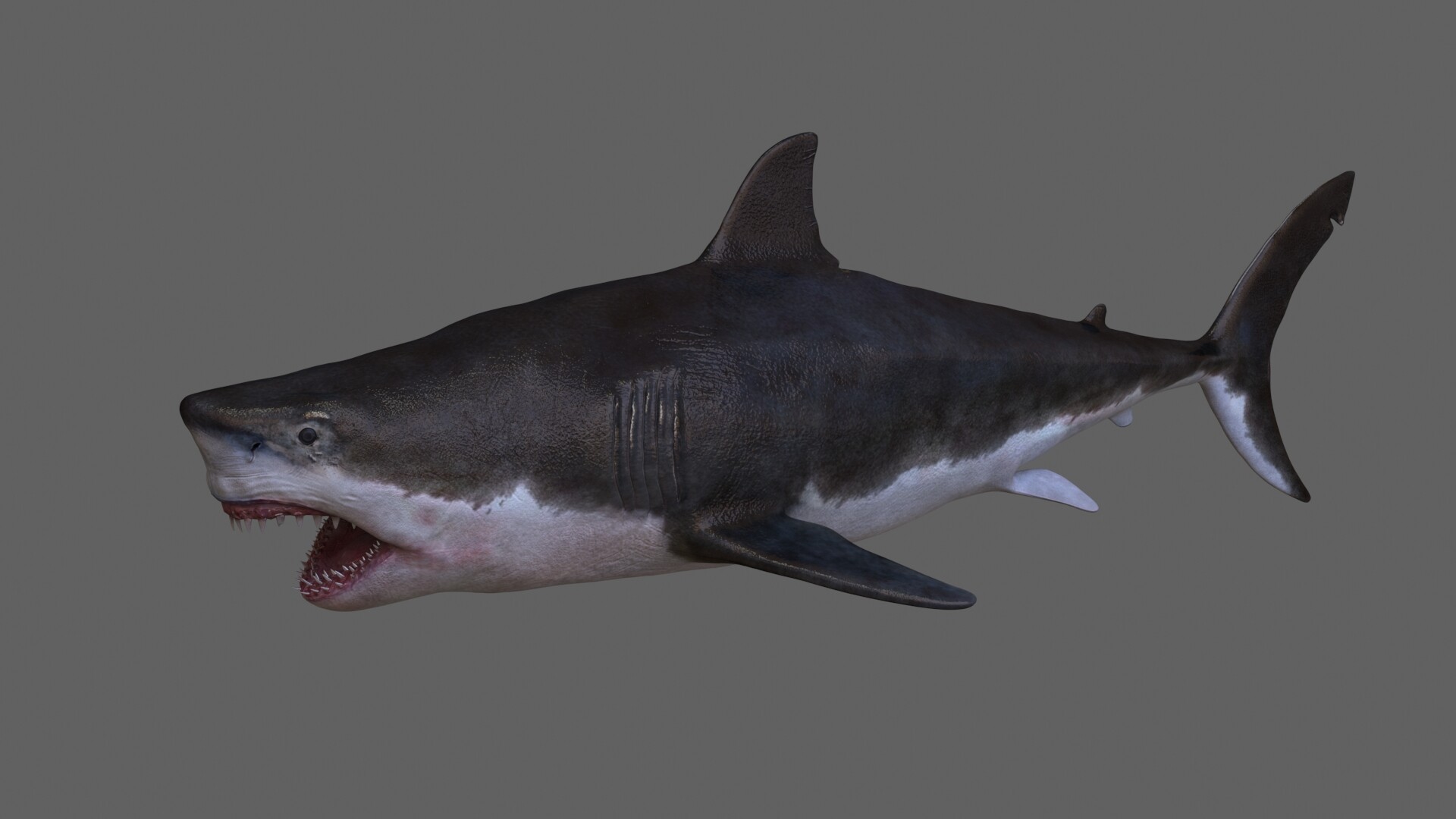 Artstation 3d Shark Mustafa Vangol