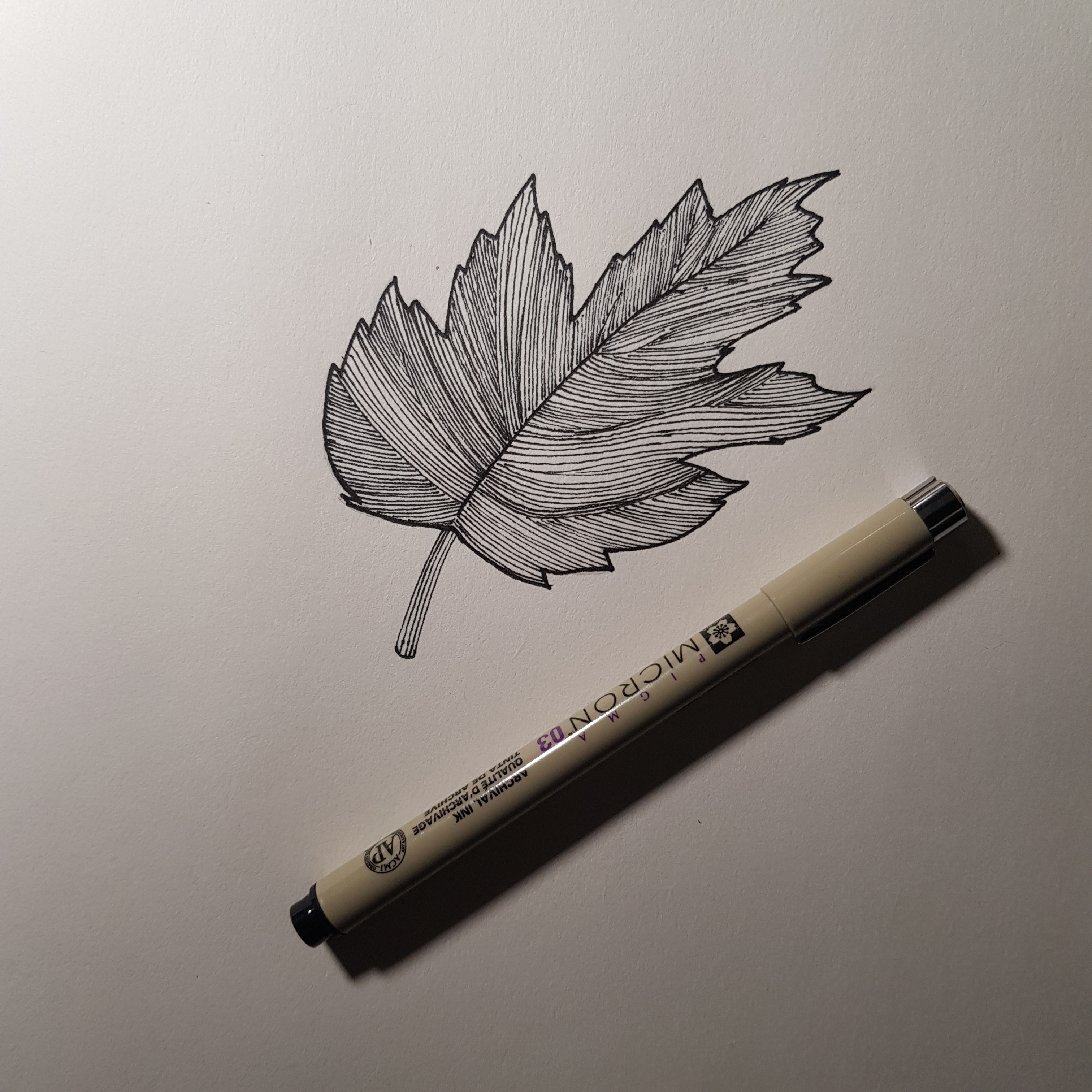 Maple