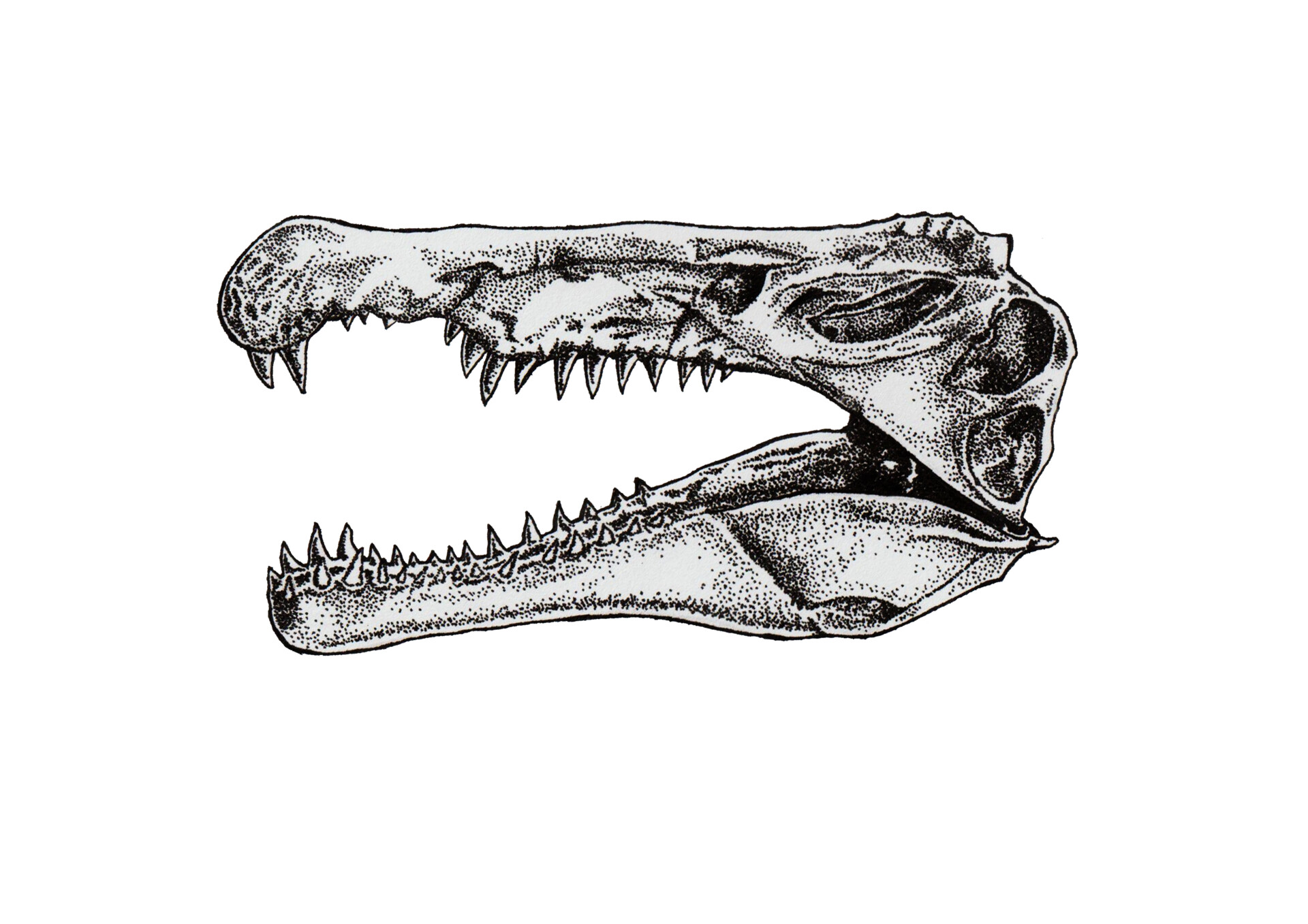 ArtStation Spinosaurus Skull